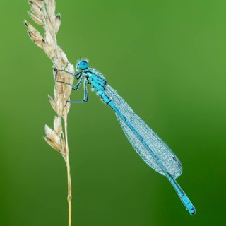 Azure damselfly (Coenagrion puella) sits on grass ear covered with dewdrops