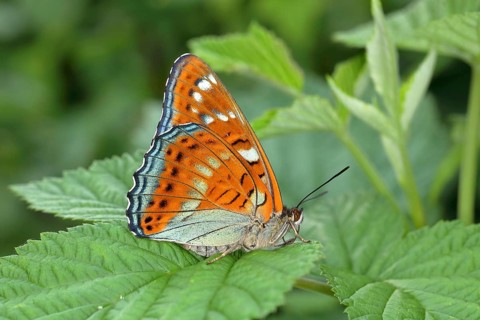 Poplar admiral (Limenitis populi) sitting on leaf