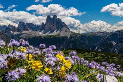 Flower meadow in front of mountain panorama