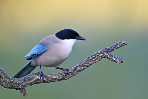 Iberian magpie (Cyanopica cooki)