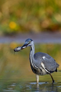 Grey heron (Ardea cinerea) with a black minke catfish