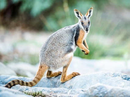 Yellow-footed rock-wallaby (Petrogale xanthopus)