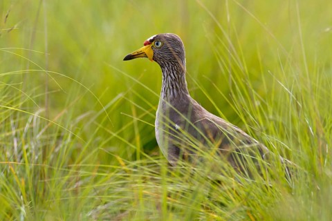 African wattled lapwing (Vanellus senegallus) in grass