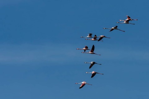 Greater flamingos (Phoenicopterus roseus)