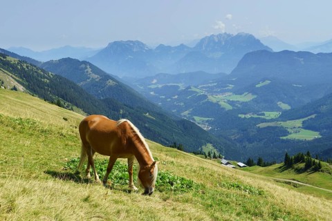 Horse