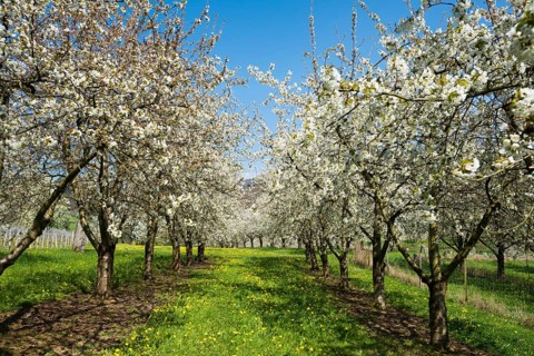 Cherry blossom
