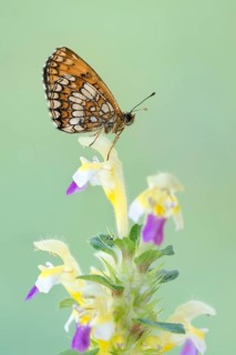 Heath fritillary (Mellicta athalia) sits on nettle