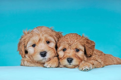 Havanese