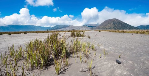 Grasses in the caldera