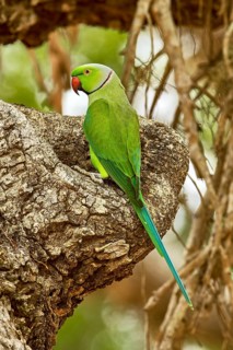 Alexandrian Parrot (Psittacula eupatria)