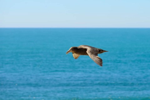 Southern giant petrel (Macronectes giganteus) in flight over the sea