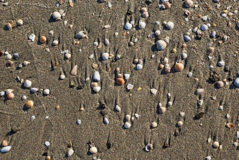 Shells at the Playa del Monsul