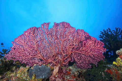 Cherry Blossom Coral or Godeffroy's Soft Coral (Siphonogorgia godeffroyi)