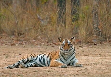 Bengal tiger (Panthera tigris tigris)
