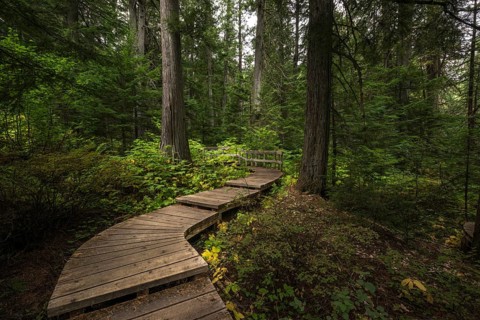 Wood path