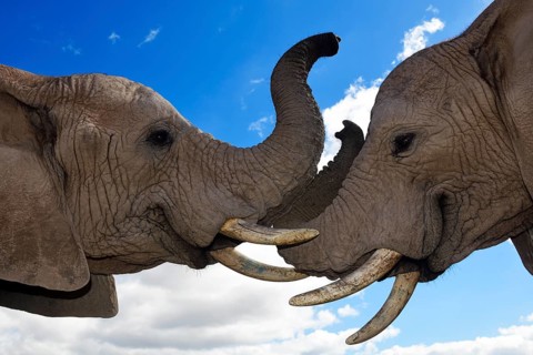 African elephants (Loxodonta africana)