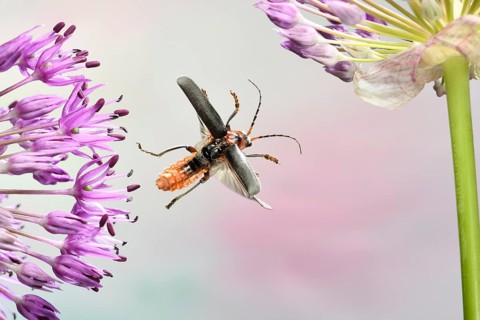 Rustic Sailor (Cantharis rustica)