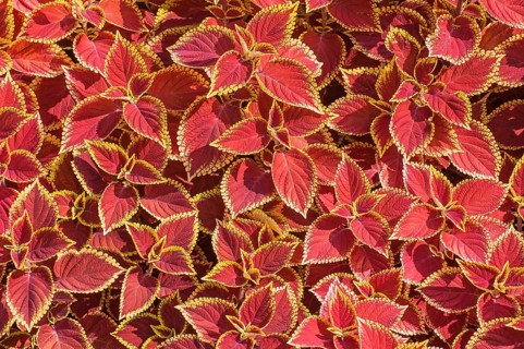 Coleus nettles (Solenostemon)