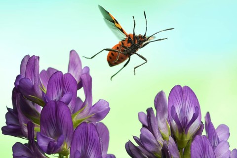 Corizus hyoscyami (Corizus hyoscyami)