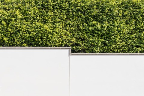 Dense Benjamini hedge in front of white perimeter wall in Puerto Calero