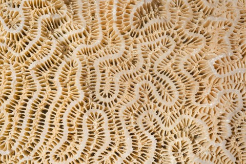 Coral fossil texture background