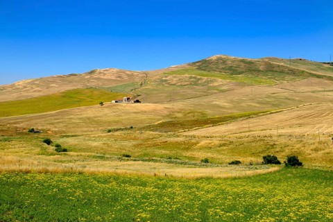 Grain fields near Contrada Sant' Agata