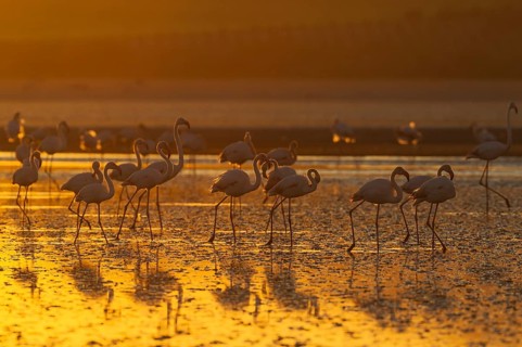 Greater Flamingos (Phoenicopterus roseus)