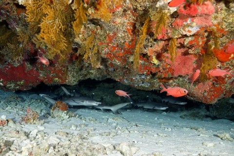 School of fish