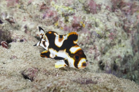Young Oriental Sweetlips (Plectorhinchus vittatus) on ground