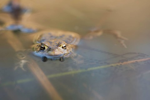 Common toad (Bufo bufo) with spawning lines in the water