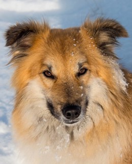 Islanddog (Canis lupus familiaris)