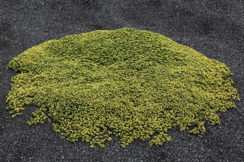 Stonecrop (Sedum)