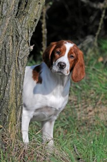 Irish Red and White Setter