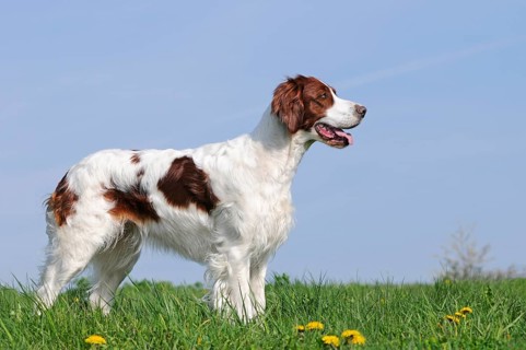 Irish Red and White Setter