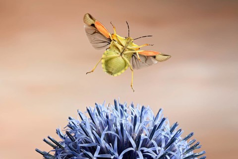 Nocturnal fruit bug (Carpocoris fuscispinus)