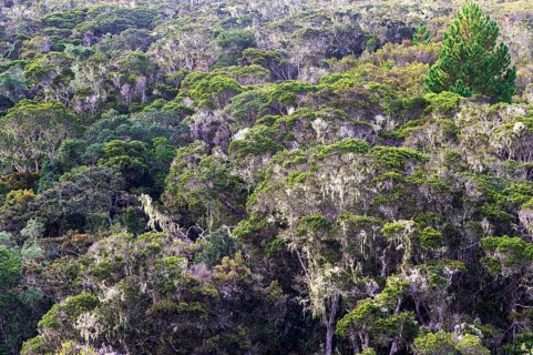 Evergreen mountain rainforest