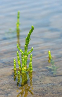 Glasswort (Salicornia spec.)