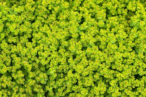 Cypress spurge (Euphorbia cyparissias)
