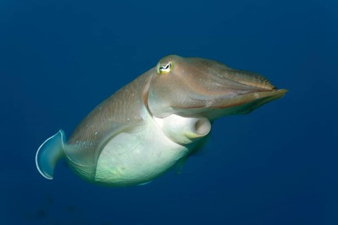 Common cuttlefish (Sepia officinalis)