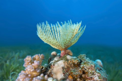 Indian Feather Duster Worm (Sabellastarte spectabilis)