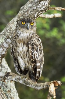 Brown Fish Owl (Bubo zeylonensis)