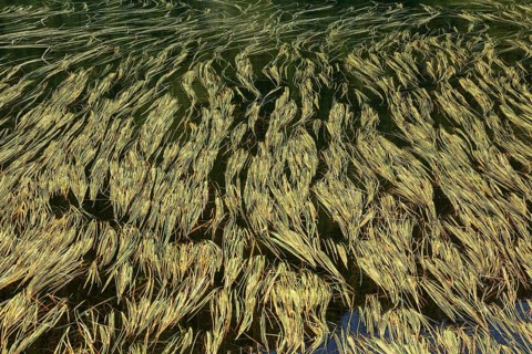 Grass in the mountain lake Laghetto dei Salei