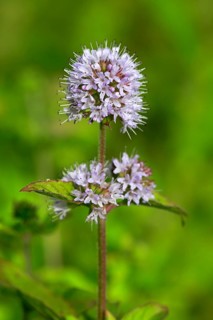 Water mint (Mentha aquatica)