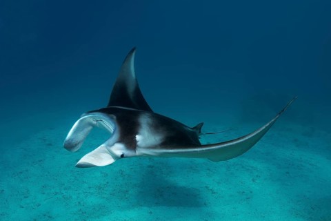 Reef manta ray (Manta alfredi) swims over sandy bottom