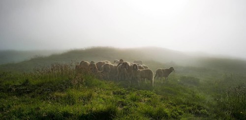 Flock of sheep on alpine meadow in the morning mist at Landawirseehutte
