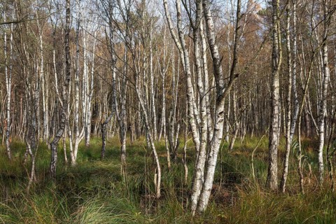 Moorlandscape in the Osterwald Forest with Downy birches (Betula pubescens)