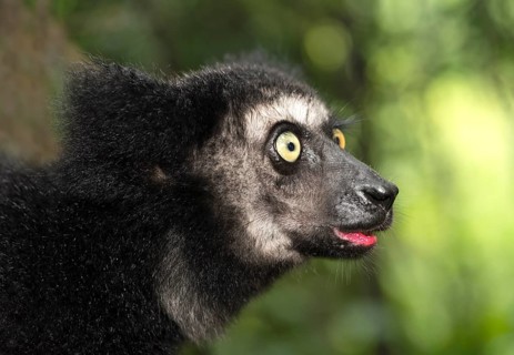 Indri (Indri indri)