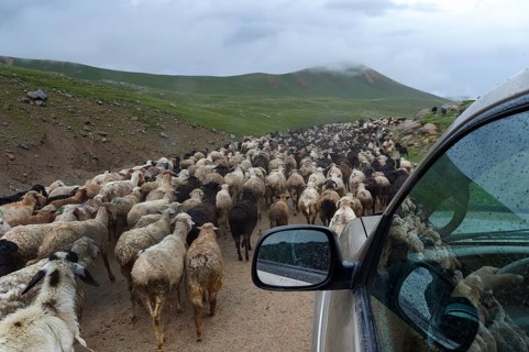 Off road vehicle moving in the middle of a flock of sheep