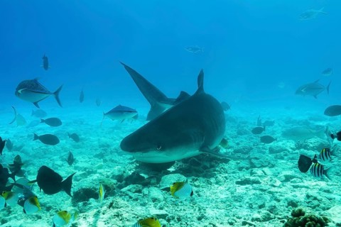 Tiger Shark (Galeocerdo cuvier) swim over coral reef