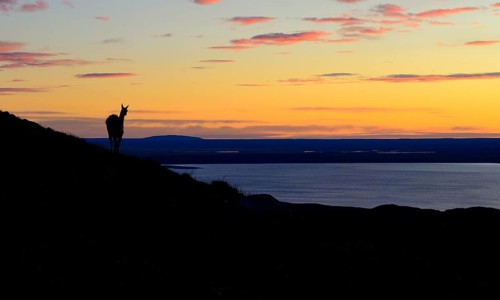 Guanaco (Lama guanicoe) at sunrise with red clouds at Laguna Amarga